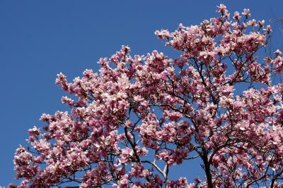 Magnolias