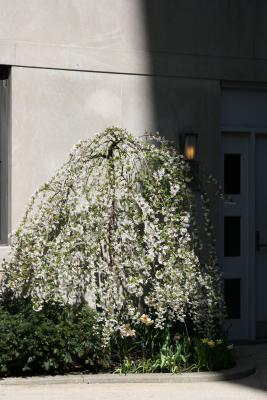 Prunus Tree at 11 Fifth Avenue