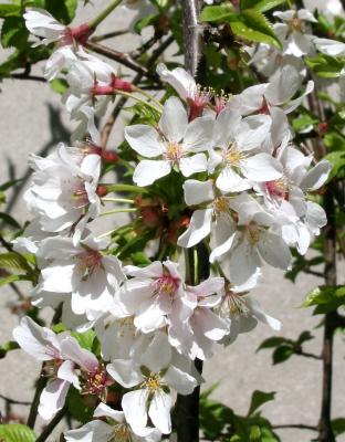 Prunus Tree Blossoms at 11 Fifth Avenue