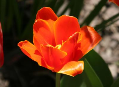 Tulip on Fifth Avenue at 9th Street