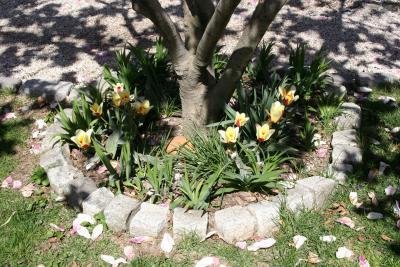 At the Foot of a Tulip Tree