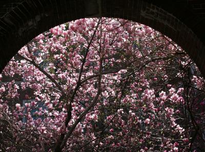 Magnolias at NYU Law School Vanderbilt Hall