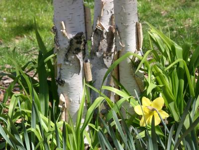Daffodils at the Foot of a Birch Tree