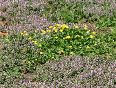 Cowslip or Marsh Marigolds & Lamium