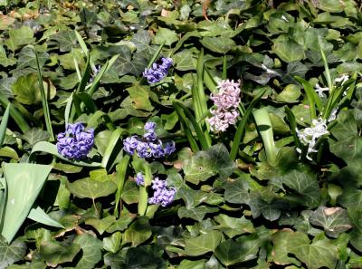 LaGuardia Place Gardens - Hyacinth & Ivy