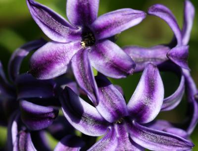 Violet Hyacinth Petals