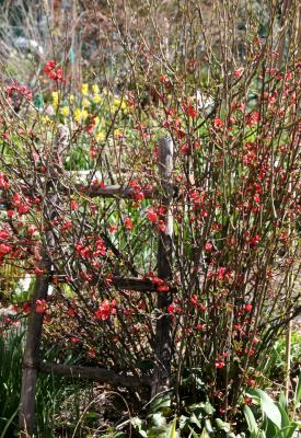 Quince Bush