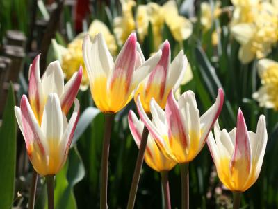 Tulips &  Daffodils