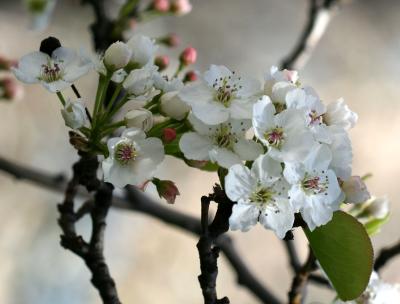 Bradford Pear Tree Blossoms LPG