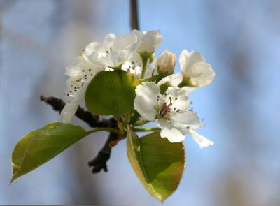Bradford Pear Tree Blossoms LPG