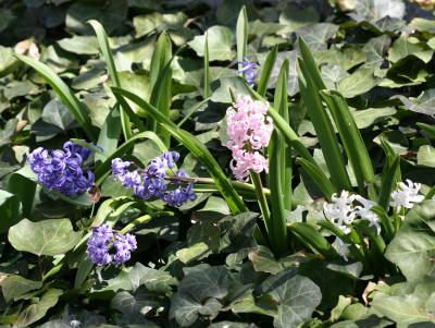 Hyacinths & Ivy LPG