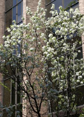 NYU Courant Institute & Pear Blossoms on Mercer Street
