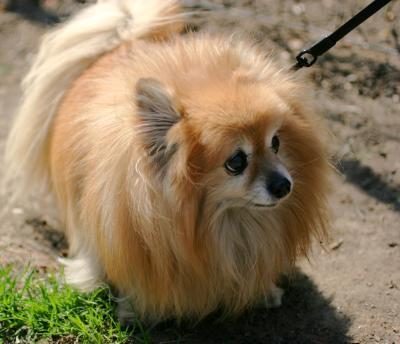 Pomeranian Petunia in Washington Square Park