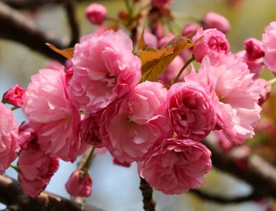 Cherry Tree Blossoms