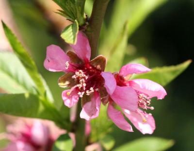 Peach Blossoms