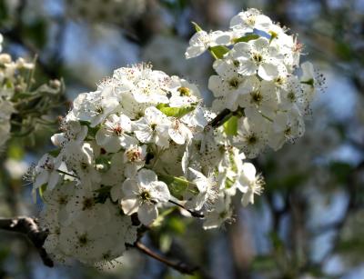 Pear Tree Blossoms  - LaGuardia Place Gardens