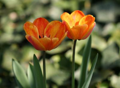 LaGuardia Place Gardens - Tulips