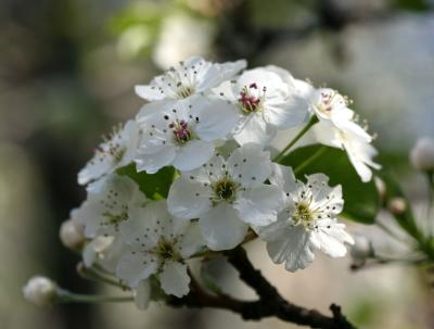 LaGuardia Place Gardens - Pear Tree Blossoms