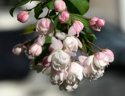 Apple Tree Blossoms  - LaGuardia Place Garden