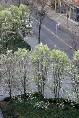 Pear Trees - LaGuardia Place Gardens