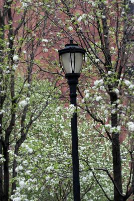 Pear & Apple Trees - LaGuardia Place Gardens