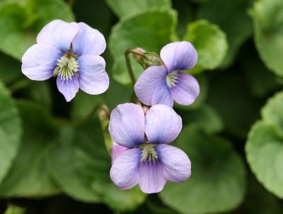 Violets or Viola
