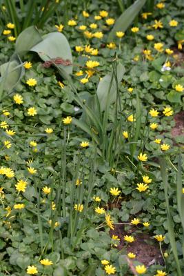 Marsh Marigolds or Kingcup