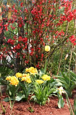 Quince & Tulips - LaGuardia Corner Community Garden
