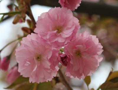 Cherry Blossoms