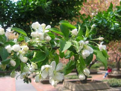 Apple Blossoms WSVG