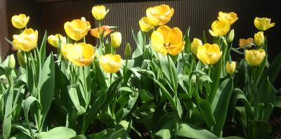 Tulips WSE