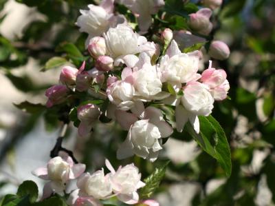 Apple Tree Blossoms LPCG