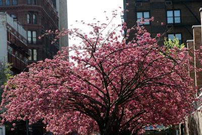 Cherry Tree Blossoms NYU Athletic Center at Bleecker & Mercer Streets