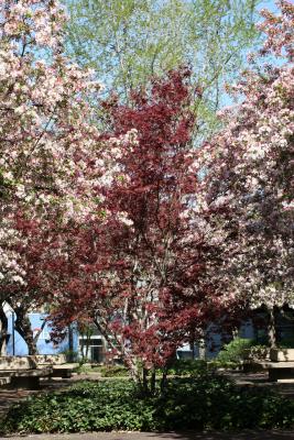 Red Maple & Crab Apple Trees