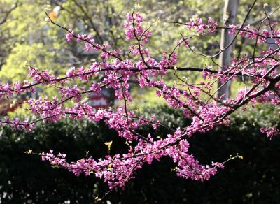 Cercis or Red Bud Tree Blossoms