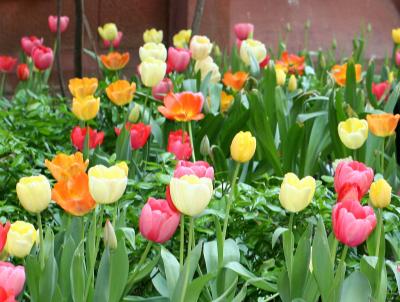 Tulips NYU Library Lane