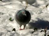 Pigeon