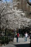 Washington Square South at Thompson Street