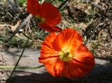 Poppies