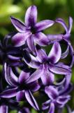 Violet Hyacinth