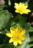 Marsh Marigolds