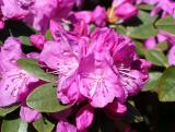 Azaleas
