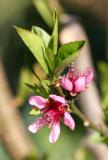 Peach Blossoms