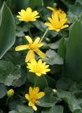 Marsh Marigolds