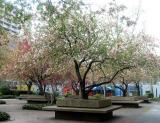 Washington Square Village Garden