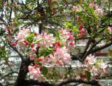 Crab Apple Blossoms