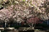 Crab Apple Trees