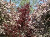 Red Maple & Crab Apple Trees