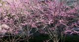 Cercis or Red Bud Tree Blossoms