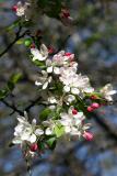 Crab Apple Tree Blossoms